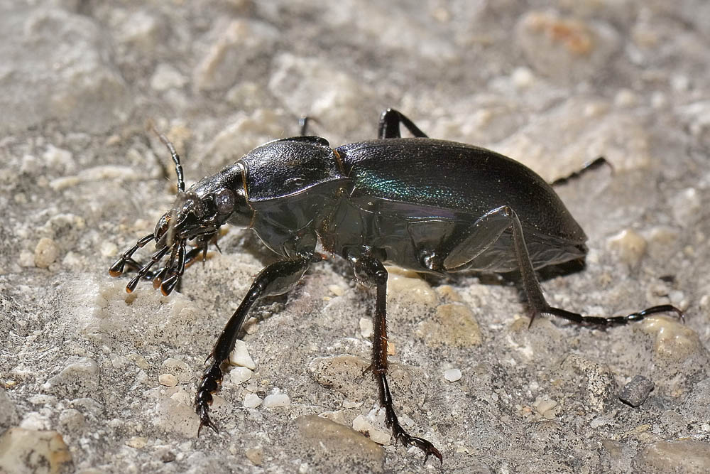 Carabus violaceus picenus